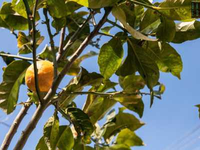 Ma a donare vita all�ambiente c�� il giardino, l� dove si ergono alberi da frutto di ogni genere: limoni, melograni, fichi e mandorli